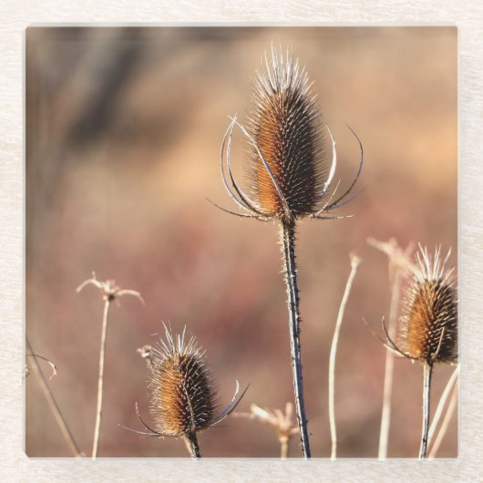 単なるアザミ ガラスコースター (正面)
