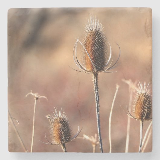 単なるアザミ ストーンコースター (正面)