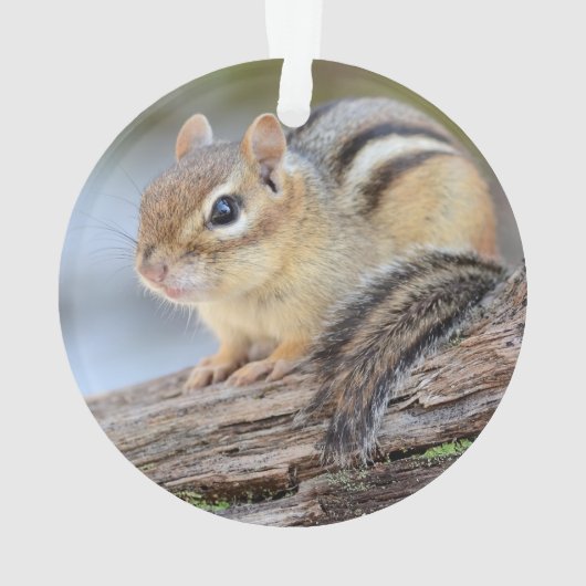 単に愛らしく小さいシマリス オーナメント (裏面)