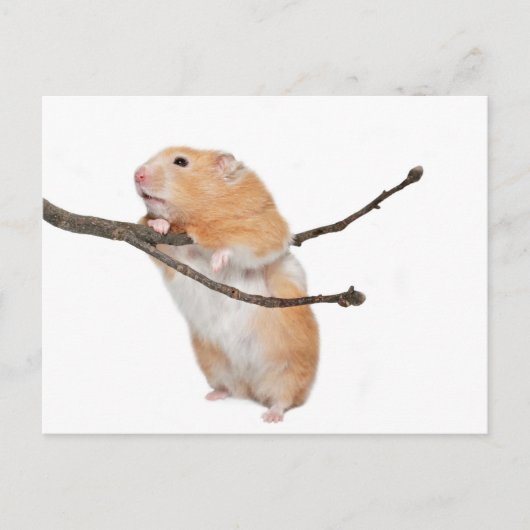 単ぶら下がったのまわりに ポストカード (正面)