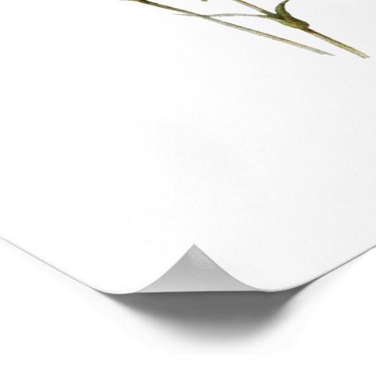 単エレガントヴィンテージ植物学プリントカーネーション ポスター (角)