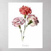 単エレガントヴィンテージ植物学プリントカーネーション ポスター (正面)