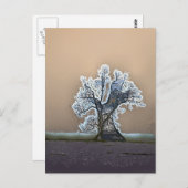 単樹 ポストカード (正面/裏面)
