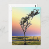 単樹 ポストカード (正面/裏面)