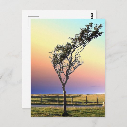 単樹 ポストカード (正面/裏面)