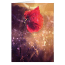 単独のケシの早朝カード