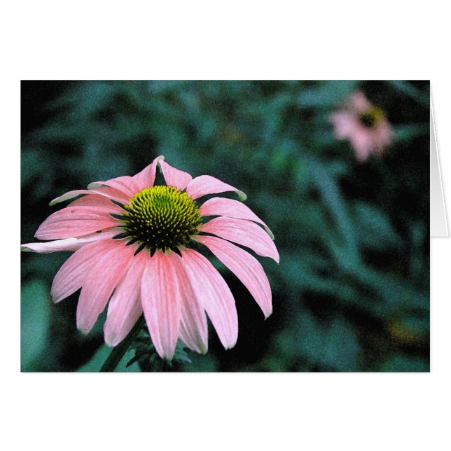 単独のEchinacea (正面横)