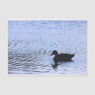 単独アヒルのwildlife湖水は写真撮影を波立てます 薄葉紙