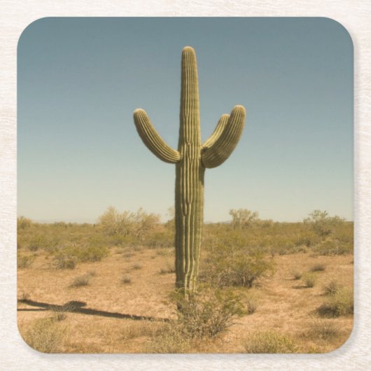 単独サボテン スクエアペーパーコースター (正面)