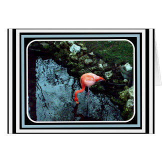 単独フラミンゴ