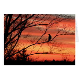 単独ワタリガラス呼出し