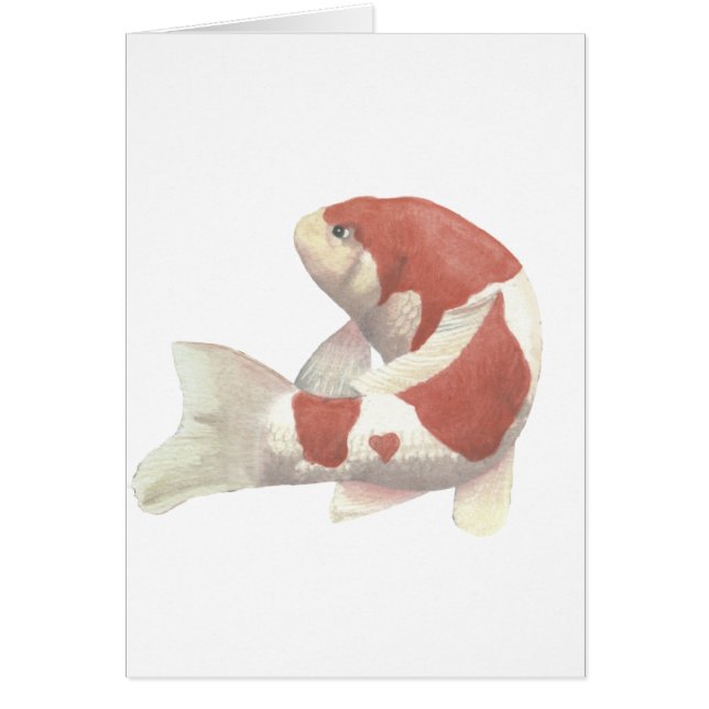 単独Kohaku (正面)