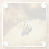 単生ストリッピーアンジェルフィッシュ ガラスコースター (裏面)