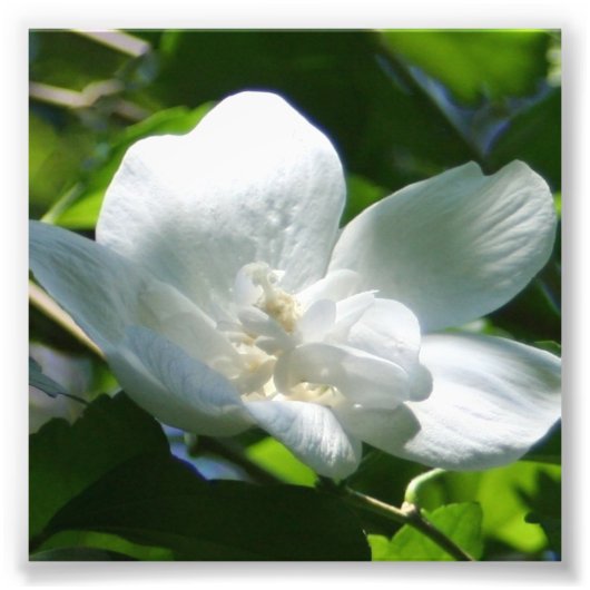 単純に白 フォトプリント            (正面)