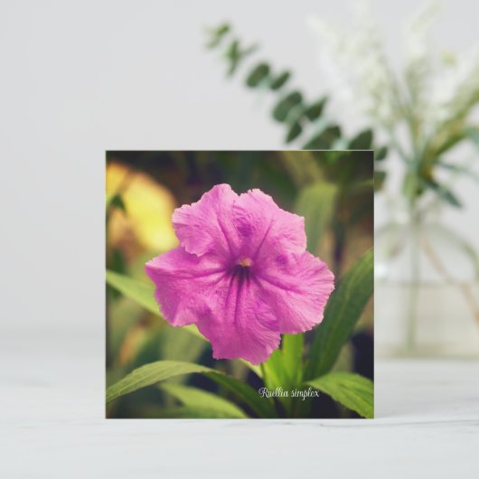 単純ルリア (スタンド正面)