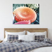 単細胞藻類の珪藻。 キャンバスプリント (インサイチュ (寝室))