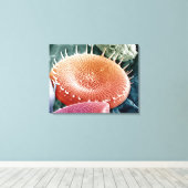 単細胞藻類の珪藻。 キャンバスプリント (インサイチュ (ウッドフロア))