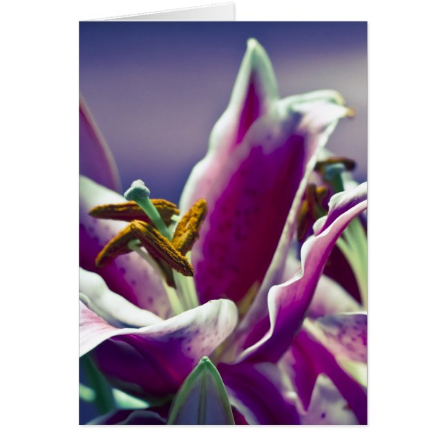 占星家ユリ (正面)