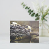 占有タマリン番号1 ポストカード (スタンド正面)