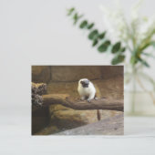 占有タマリン番号2 ポストカード (スタンド正面)