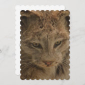 印象的なオオヤマネコ 招待状 (正面/裏面)