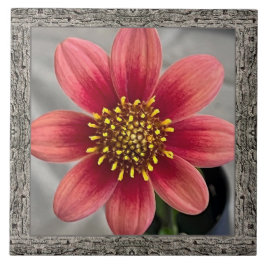 印象的なシエナダリア付き6"x 6"セラミックタイル タイル