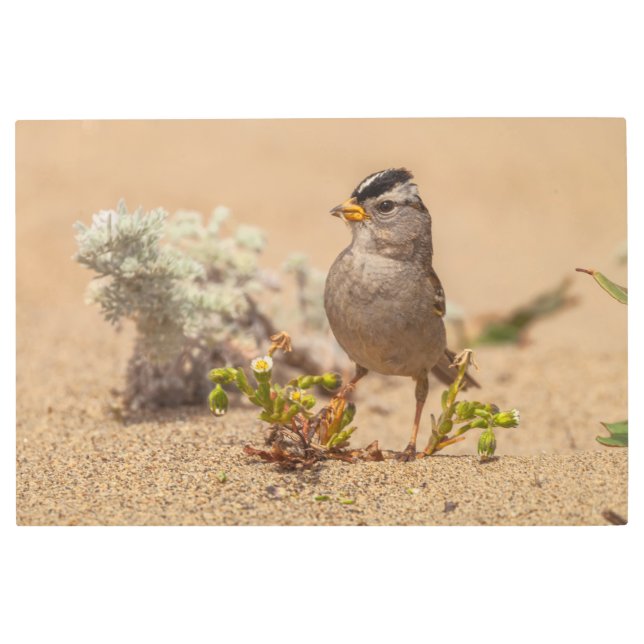 印象的なポーズ メタルプリント (正面)