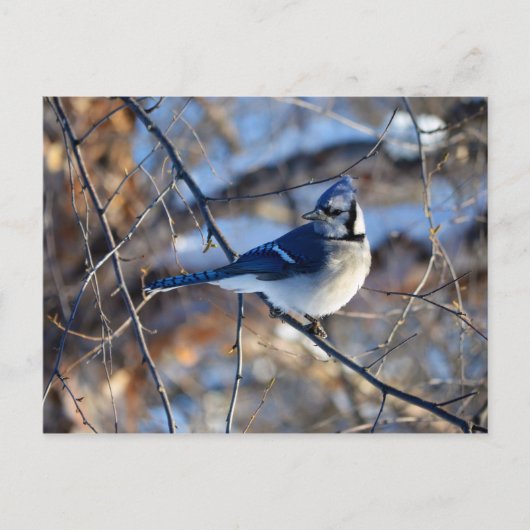 印象的な青いジェイ ポストカード (正面)