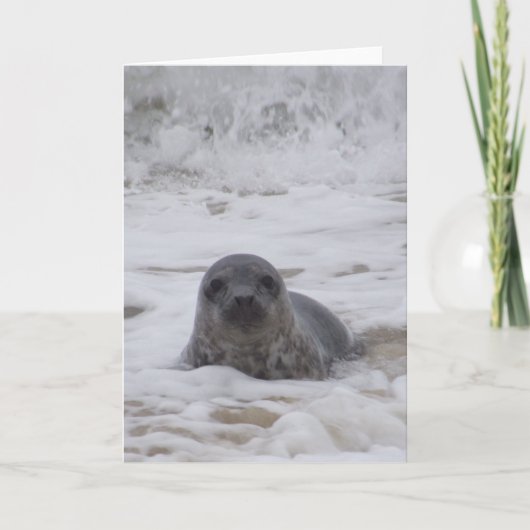 印鑑 – 動物色フォトプリントグリーティングカード カード (正面)