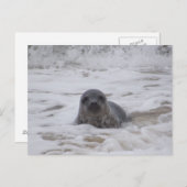 印鑑 – 動物色フォトプリント葉書 ポストカード (正面/裏面)