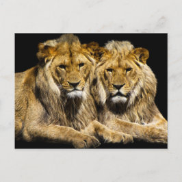 危険な捕食者ライオン ポストカード