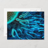 卵に向かって泳ぐ精子の顕微鏡的見解1 ポストカード (正面/裏面)