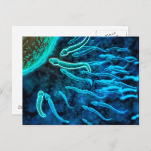 卵に向かって泳ぐ精子の顕微鏡的見解1 ポストカード (正面/裏面)