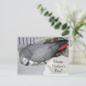 卵に座るアフリカの灰色のオウム ポストカード (スタンド正面)