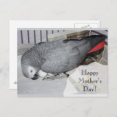 卵に座るアフリカの灰色のオウム ポストカード (正面/裏面)