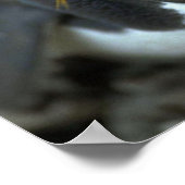 卵に座るマカロニペンギン ポスター (角)