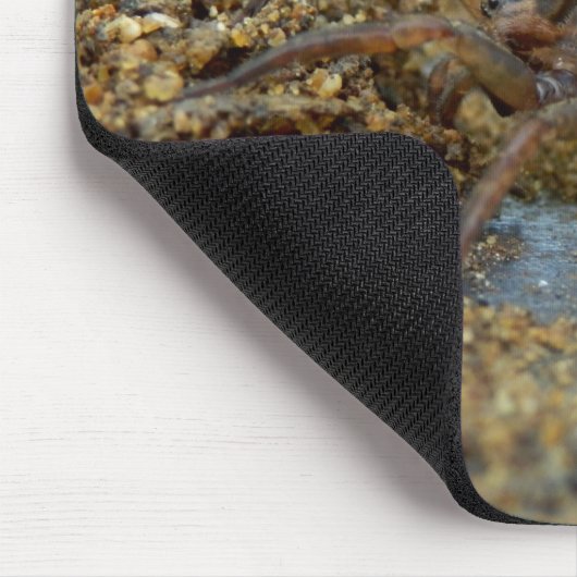 卵の嚢のマウスのマットを持つドクグモ マウスパッド (コーナー)