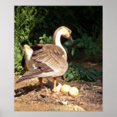 卵をガチョウ ポスター (正面)