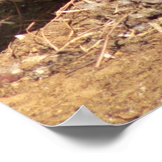 卵をガチョウ ポスター (角)