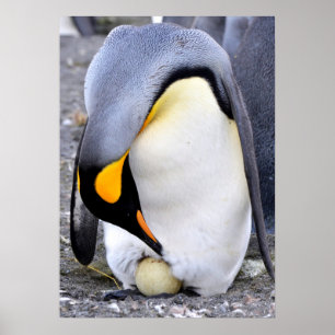 卵を持つキングペンギン ポスター