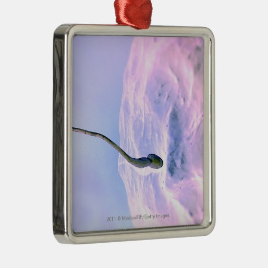 卵を肥やしている精液の拡大された一見 メタルオーナメント (右)