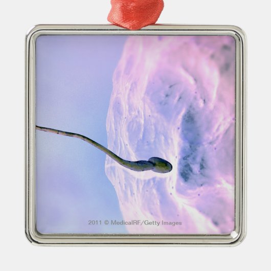 卵を肥やしている精液の拡大された一見 メタルオーナメント (正面)