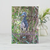 卵フラットカード付き3色ヘロン巣 カード (スタンド正面)