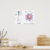 卵及び精子の構造 ポスター (キッチン)