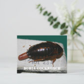 卵嚢を持つデュビアゴキブリ ポストカード (スタンド正面)