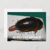 卵嚢を持つデュビアゴキブリ ポストカード (正面/裏面)