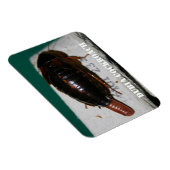 卵嚢を持つメスのダビアゴキブリ マグネット (右側)