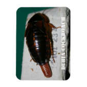 卵嚢を持つメスのダビアゴキブリ マグネット (縦)