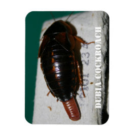 卵嚢を持つメスのダビアゴキブリ マグネット