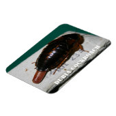 卵嚢を持つメスのダビアゴキブリ マグネット (左側)